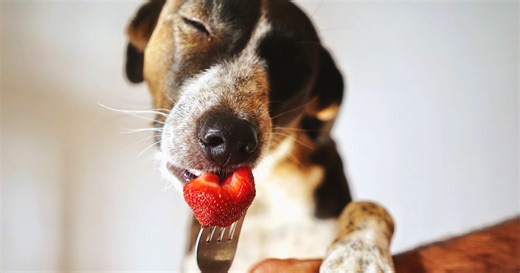The 5 Dog 'Love Languages' and How to Satisfy Them Each Day