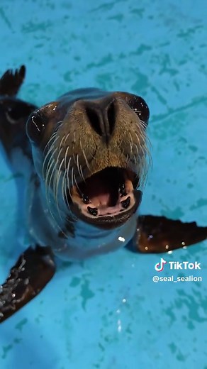 Why You Shouldn't Touch Seals: Fascinating Facts