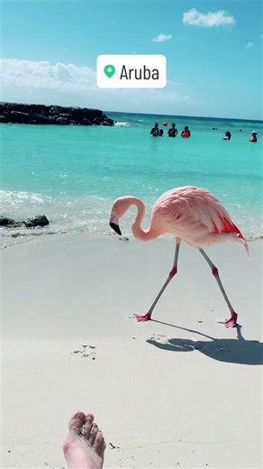 Explore the Beauty of Aruba: Paradise Island Travel Guide