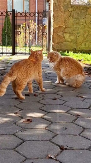 Why Cats Act Like They Own Humans (Science Explained)