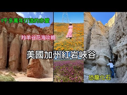 ［週末去那］Day2. 攀頂Red Cliffs 赤𤩹｜羚羊谷花海攻略｜Ricardo Campground