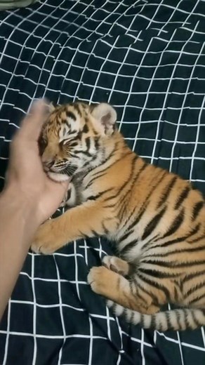 25K views · 192 reactions | Pusing pusing tengok banjir area pasir mas tadi, terjumpa anak kucing hutan dekat kawasan sawit , kalau ada yang nak bela jaga boleh laa, sapa nk jaga PM laa nk bagi sbb dah bnyk kucing | Koyak Bin Rabak | Facebook