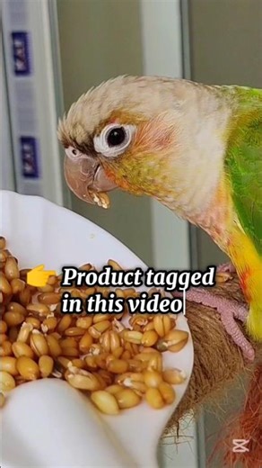 This Changed My Conure’s Diet ❤️