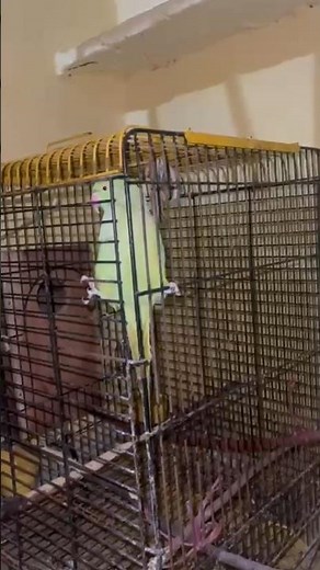 Affordable birds for sale — grab yours today!