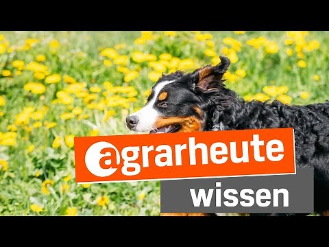 Neue Tierschutz-Hunde-Verordnung: Das ändert sich