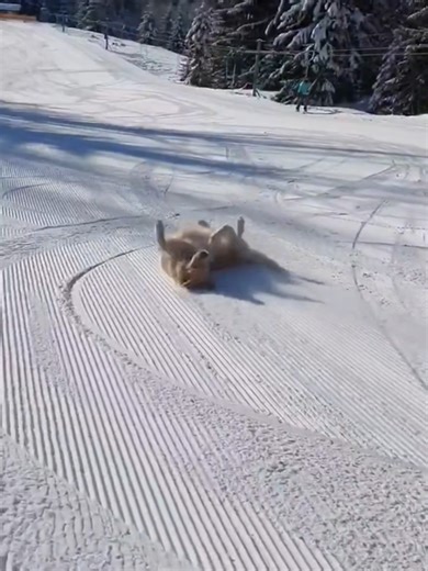 snow animals core. #pets #foryou #viral #animal #snow