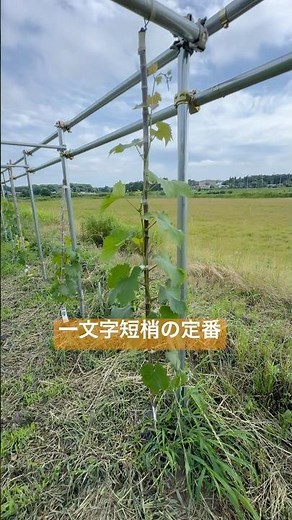 ぶどう一文字短梢の定番仕立て方法#ぶどう#栽培 #剪定 #巨峰#苗木 #shorts