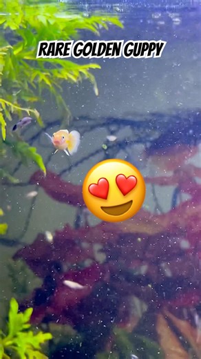 This Golden Guppy is Impossibly Rare #fishkeeping #aquarium #shorts