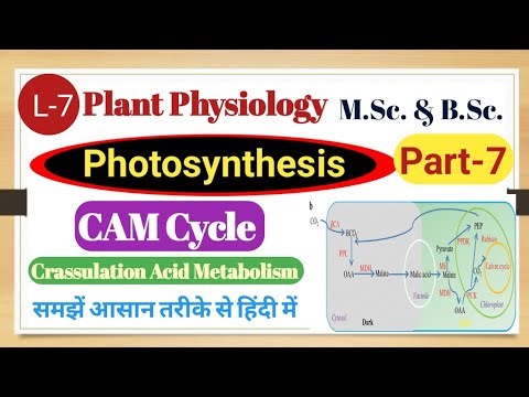 CAM Cycle Explained in Hindi | Crassulacean Acid Metabolism | Desert Plants Photosynthesis , M.Sc.