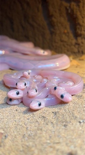 This Python Looks Unreal 😱