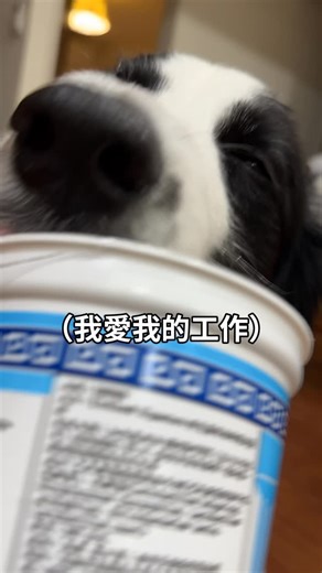 布哩狗勾🐾 | 熱愛工作的小狗😍家裡的優格罐都交給他處理 可以拍ASMR了🎤 #邊境牧羊犬 #狗狗日常 #asmr | Instagram