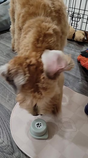 Talking Dog Buttons - Funniest Things Dogs Say