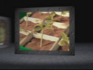 Cannabis Indoor Growing Guide