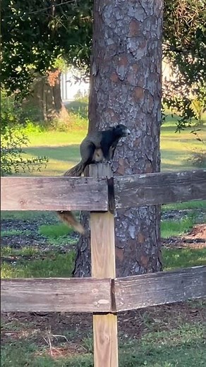 Southern Fox Squirrel in SWFL 🐿️ #foxsquirrel #nature