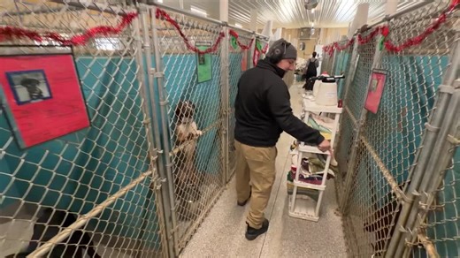 Trumbull County humane society ‘overwhelmed’ with 120 dogs in 57-dog shelter
