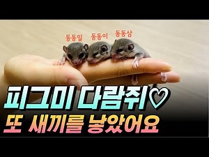 세상에서 제일 작은 다람쥐 생후 18일차 기록 (아..심장아파) #겨울잠쥐 #피그미다람쥐 #이색반려동물