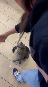 KÖPFCHEN UND KLICK🐱 Du möchtest lernen, wie du deiner Katze Tricks beibringen kannst? Dann haben wir genau das Richtige für dich: Clickertraining für Katzen – am 23. Mai um 18:00 Uhr im TiKo. Warum Tricktraining gut ist? 🐾Es lastet Katzen aus und macht sie zufrieden 🐾Es stärkt euer gegenseitiges Vertrauen 🐾Du kannst lustige Tricks und hilfreiche Übungen fürs Medical Training lernen ANMELDUNG DIREKT ÜBER UNSERE WEBSITE! | TiKo - das TierschutzKompetenzzentrum Kärnten
