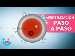 What is the FERTILIZATION PROCESS for a WOMAN? 🧬🤰🏼 Step by Step