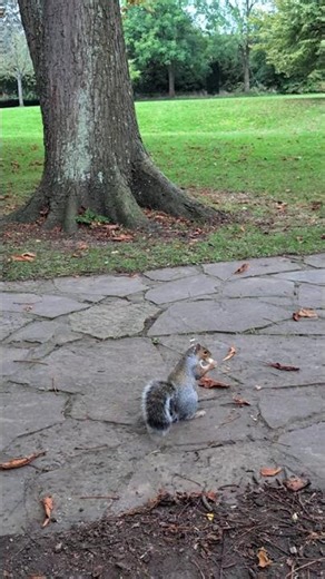 Squirrel crawling to peanut 🥜. #cute #squirrel #nature