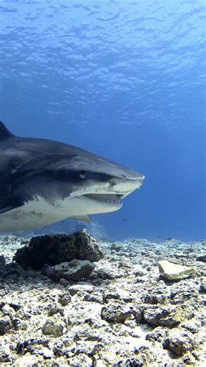 The puppies of Fuvahmulah #maldives #fuvahmulah #tigershark