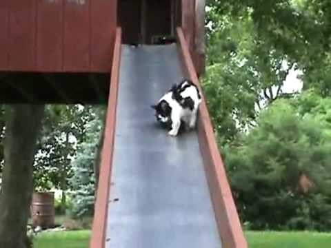 TF2 - Kittens On A Slide