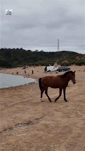مش طبيعي! حصان وسط الصيد 😳🐎 | ¡Increíble! Caballo en la pesca 🎣