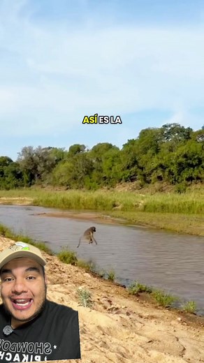 La fascinante vida de los babuinos en África