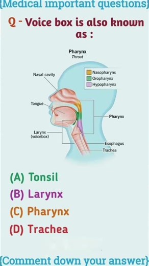 voice box is alsoknownas#biology#neet#neetaspirents#pharynx#viral#shorts#feed#youtubeshorts#ytshorts