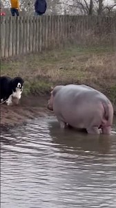 Hippo Snort at Riverbank - Newfoundland's Firm Plant Position