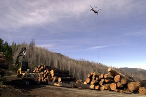 Trump USDA advances plan to ax logging protections for 44 million acres of national forests