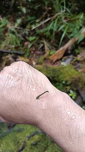Don’t panic—it’s just a limatik. The limatik, also known as "alimatok" or "linta" in other local languages, is a forest leech commonly found in the mountainous regions of the Philippines. This worm-like creature can detect warm-blooded animals through sight, smell, vibrations, and body heat. It can also sense carbon dioxide in the air. Although leeches typically target wildlife, they can also latch onto humans to feed on their blood. Leeches move by looping their bodies, using both front and rea