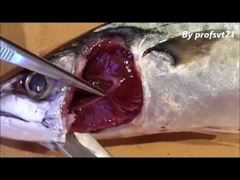 Dissection du maquereau 5°/4°