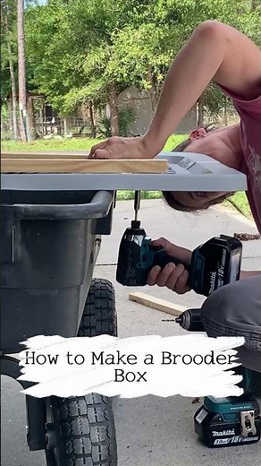 How to Make Brooder Box for Your Chicks #shorts