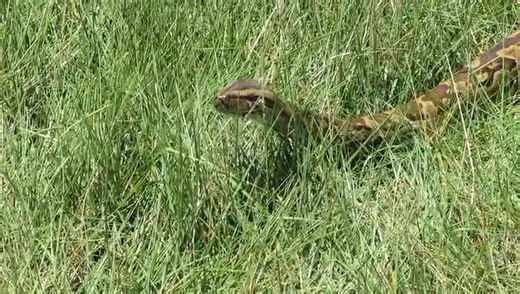 The African Rock Python - a powerful , non-venomous snake found in diverse habitats including parks like Maasai Mara ,Amboseli ,often near water. #magicalkenya #parks #MondayMotivation | Olanka Safaris