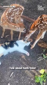 87K views · 2.4K reactions | so adorable!! #Cat #Deer #Cute | Try Not to Laugh | Facebook