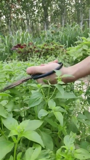 The catnip is already old when it flowers; you need to pick the tender tips to eat. #catnip