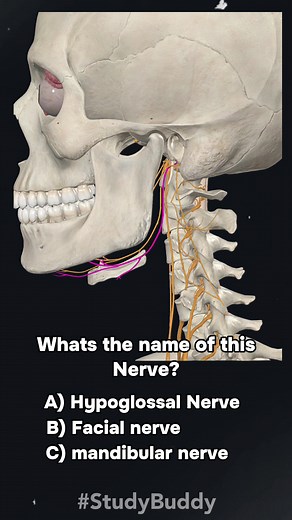 Exploring the Hypoglossal Nerve and Its Functions