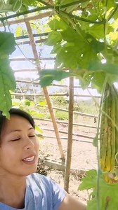Ang mga gulay sa bahay kubo .Malapit na namin mabuo. #buhayprobinsya #fblifestyles | Ka-Bukids simplelife