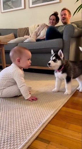 CUTEST FIGHT EVER: Baby vs Husky Puppy 😂🔥