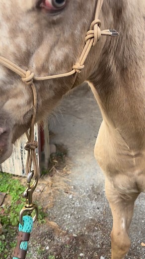 First day of trailer loading practice for our sweet boy that is leaving in the next couple of weeks. He did great. ❤️ | Rock Hill Farms