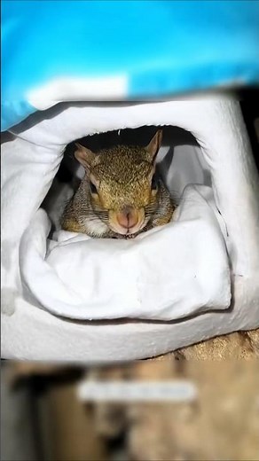 🐿️ Injured Squirrel Gets a Second Chance | Heartwarming Rescue Story ❤️