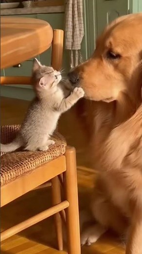 Tiny Cat vs Big Dog – Caught on Phone Camera!