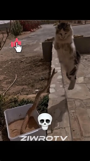 Cats React Faster Than You Think💀☠️