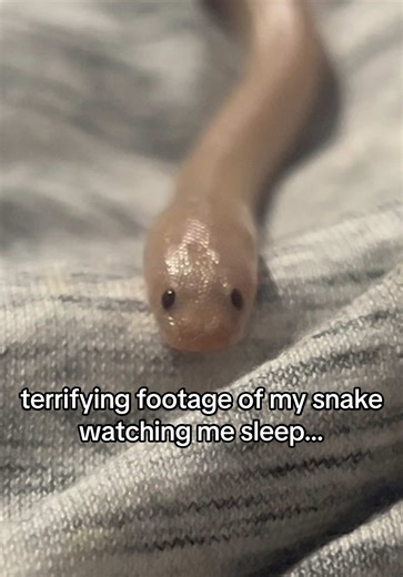 can’t believe she spared me… #animals #pets #snakes #reptiles #cuteanimals