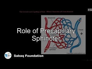 Role of Precapillary Sphincter, Biology Lecture | Sabaq.pk