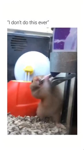 Vishnu Meena on Instagram: "This video captures a common behavioral interaction between a small rodent and a standard gravity-fed watering system. The Subject The animal depicted is a hamster, a nocturnal rodent frequently kept as a domestic pet. It is exhibiting high engagement with its environment, specifically focused on a hydration source. The Mechanism The water bottle utilizes a vacuum seal and a stainless steel sipper tube containing a small ball bearing. When the hamster moves the ball w
