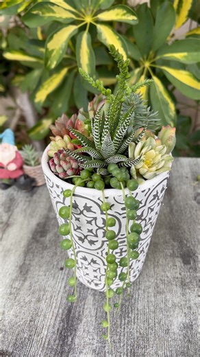Let’s design a colorful succulent arrangement | Unique Succulent Designs