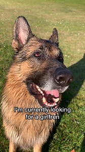 My dog is looking for a girlfriend - Music by Jeff Kaale | Strider The German Shepherd