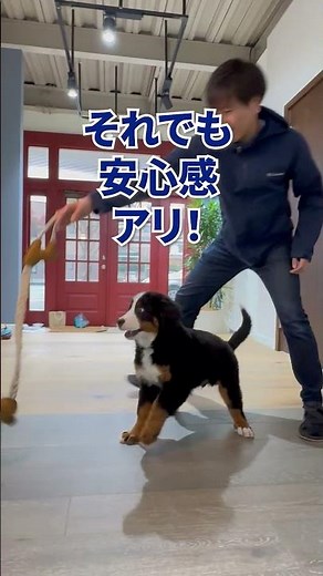 【QUICK-STEP】体重別で比較！犬が滑りにくい天然フローリング！ #滑らない床 #バーニーズマウンテンドッグ #犬のいる暮らし #家づくり