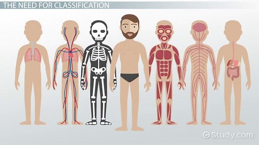 Levels of Organization & Organ Systems in the Human Body